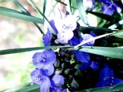 spiderwort