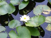 water lily