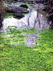 Watercress
