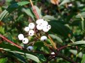 white berries