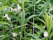 white campion
