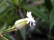 white campion