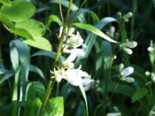 white flower