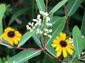 white flower