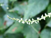white flower