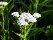 wild carrot