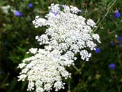 wild carrot