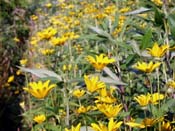 woodland sunflowers